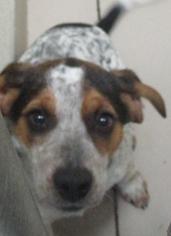 Medium Photo #1 Coonhound Puppy For Sale in Johnson City, TN, USA
