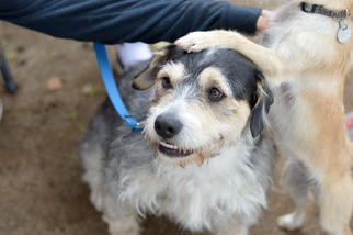 Border Terrier-Unknown Mix Dogs for adoption in Santa Monica, CA, USA