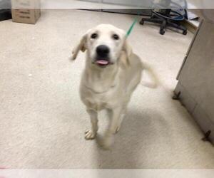 Labrador Retriever-Unknown Mix Dogs for adoption in Riverside, CA, USA