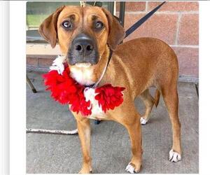 Boxer-Unknown Mix Dogs for adoption in San Antonio, TX, USA