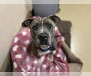 American Pit Bull Terrier Dogs for adoption in Chula Vista, CA, USA