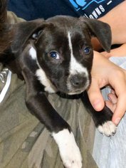 Labrador Retriever Dogs for adoption in Essex, VT, USA