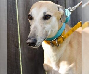 Greyhound Dogs for adoption in Grandville, MI, USA