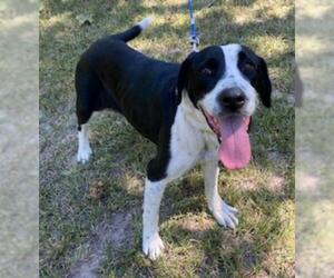 Lab-Pointer Dogs for adoption in Natchitoches, LA, USA