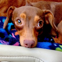 Medium Photo #1 Dachshund Puppy For Sale in Friendswood, TX, USA
