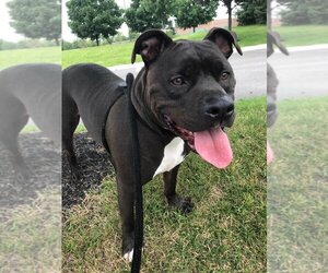 American Pit Bull Terrier-Unknown Mix Dogs for adoption in Blacklick, OH, USA
