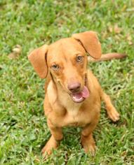 Chiweenie Dogs for adoption in Keller, TX, USA