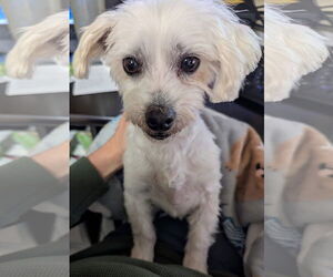 Maltese Dogs for adoption in Sioux Falls, SD, USA