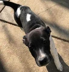 Plott Hound Dogs for adoption in Mission, KS, USA