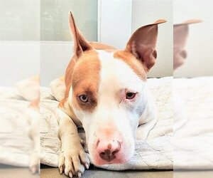 Bull Terrier-Unknown Mix Dogs for adoption in Waco, TX, USA