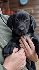 Mutt Dogs for adoption in Jarrettsville, MD, USA