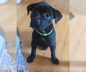 Labrador Retriever-Unknown Mix Dogs for adoption in Princeton, MN, USA
