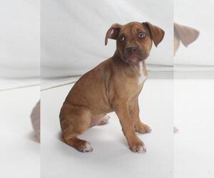 American Pit Bull Terrier Dogs for adoption in Burbank, CA, USA