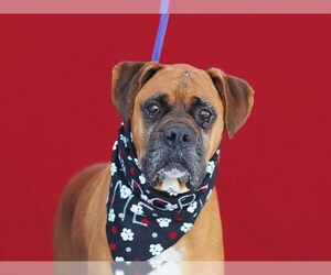Boxer Dogs for adoption in Pasadena, CA, USA