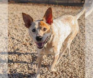 Mutt Dogs for adoption in Waco, TX, USA