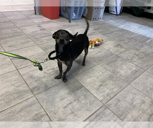 Chihuahua-Unknown Mix Dogs for adoption in Grand Prairie, TX, USA