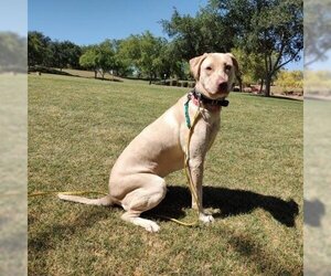 Weimaraner Dogs for adoption in Phoenix, AZ, USA