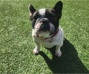 French Bulldog Dogs for adoption in Santa Cruz, CA, USA