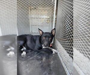 American Pit Bull Terrier Dogs for adoption in Bakersfield, CA, USA