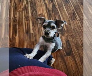 Mutt Dogs for adoption in Plymouth, MN, USA