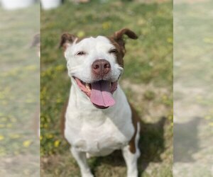 American Pit Bull Terrier-Unknown Mix Dogs for adoption in Virginia Beach, VA, USA