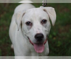 American Staffordshire Terrier-Great Pyrenees Mix Dogs for adoption in Cookeville, TN, USA