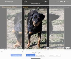 Rottweiler Dogs for adoption in Alta Loma, CA, USA