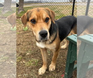 Mutt Dogs for adoption in Evansville, IN, USA