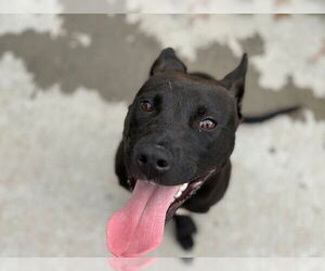 American Pit Bull Terrier Dogs for adoption in Tulsa, OK, USA