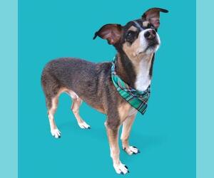 Chihuahua Dogs for adoption in Bakersfield, CA, USA
