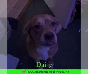 Golden Retriever-Unknown Mix Dogs for adoption in Pensacola, FL, USA
