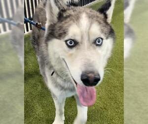 Siberian Husky-Unknown Mix Dogs for adoption in Waco, TX, USA