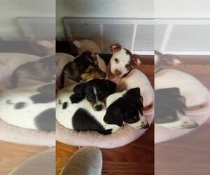 Rat Terrier Dogs for adoption in Belleuve, NE, USA