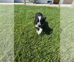 Mutt Dogs for adoption in Paso Robles, CA, USA