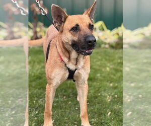 Mutt Dogs for adoption in Batavia, NY, USA