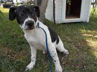 Medium Photo #1 Border Collie Puppy For Sale in Rosenberg, TX, USA