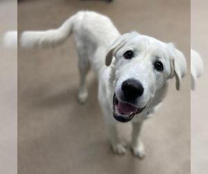Labrador Retriever Dogs for adoption in Aurora, CO, USA