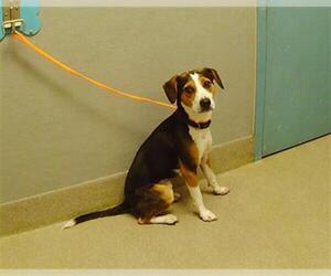 Beagle-Unknown Mix Dogs for adoption in Las Vegas, NV, USA