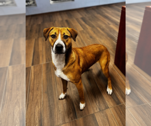 Mutt Dogs for adoption in Hilton Head, SC, USA