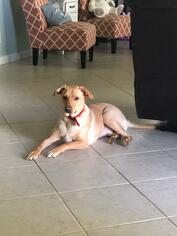 Mutt Dogs for adoption in Lake Worth, FL, USA
