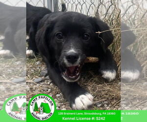 German Shepherd Dog-Poodle (Miniature) Mix Dogs for adoption in Stroudsburg, PA, USA