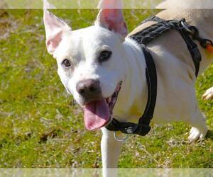 American Staffordshire Terrier-Unknown Mix Dogs for adoption in Tallahassee, FL, USA