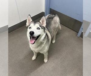 Siberian Husky Dogs for adoption in HESPERIA, CA, USA