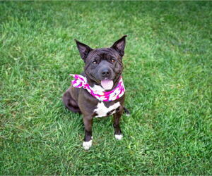 Labrador Retriever-Unknown Mix Dogs for adoption in Unionville, PA, USA