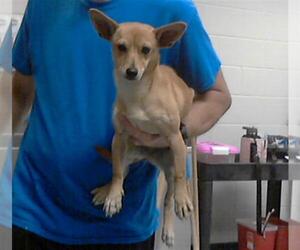 - Mix Dogs for adoption in Fayetteville, NC, USA