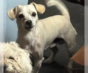 Chihuahua Dogs for adoption in Tracy, CA, USA