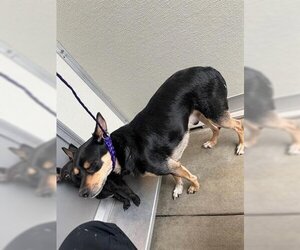 Miniature Pinscher Dogs for adoption in Corona, CA, USA