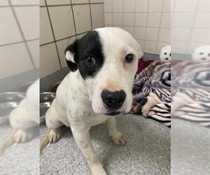 American Pit Bull Terrier Dogs for adoption in Pasadena, TX, USA