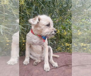 Mutt Dogs for adoption in San Diego, CA, USA