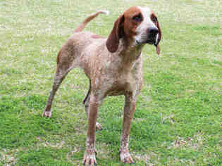 Medium Photo #1 English Coonhound Puppy For Sale in Edmond, OK, USA